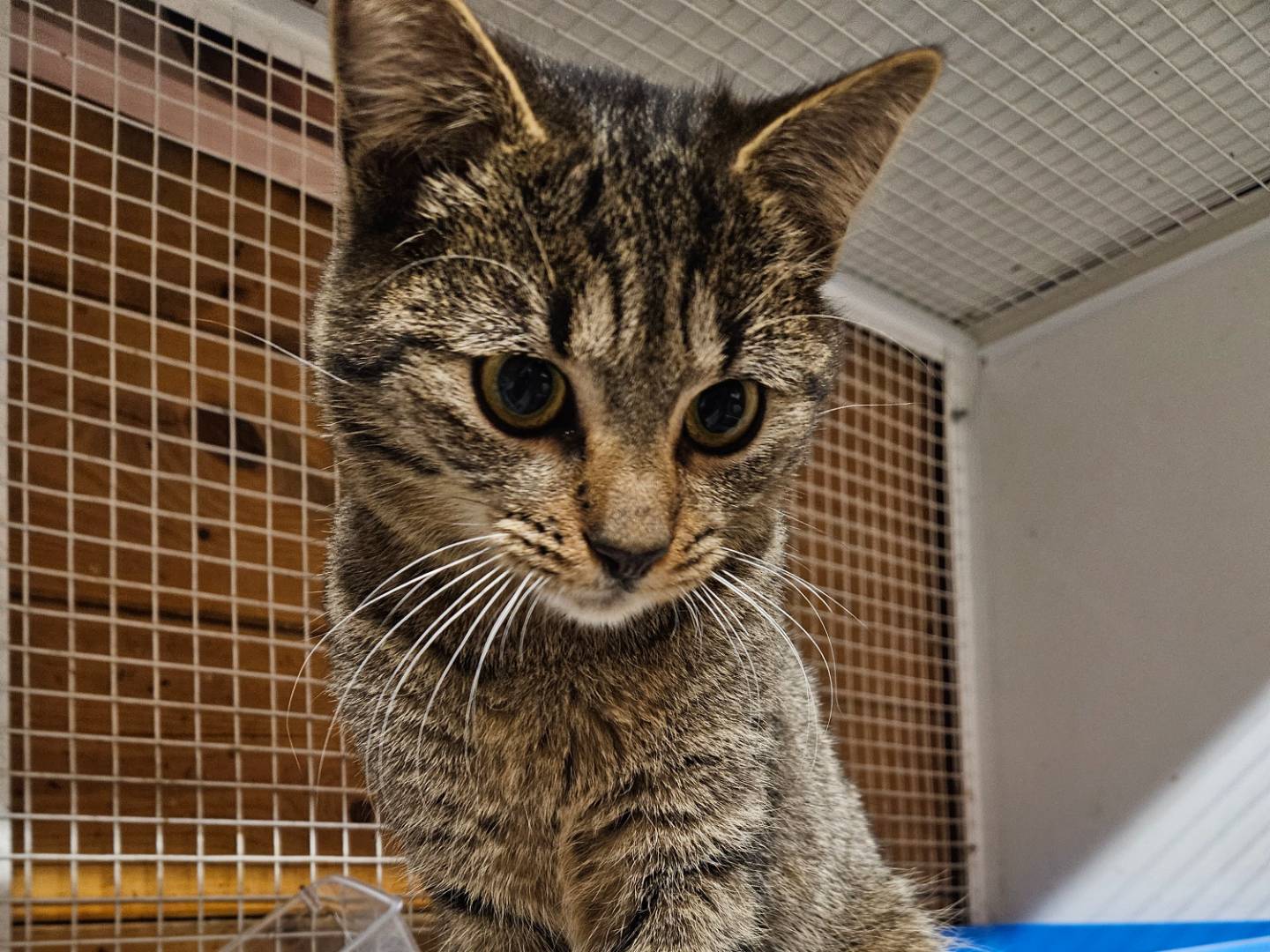 Adotta un gatto, femmina, 8 mesi, Milano