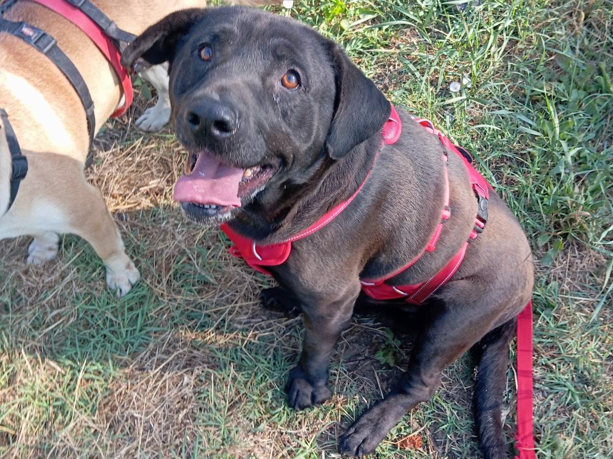Adozione cane, maschio, Labrador Retriever Razza sconosciuta, 7 anni e 6 mesi, taglia grande, Viterbo