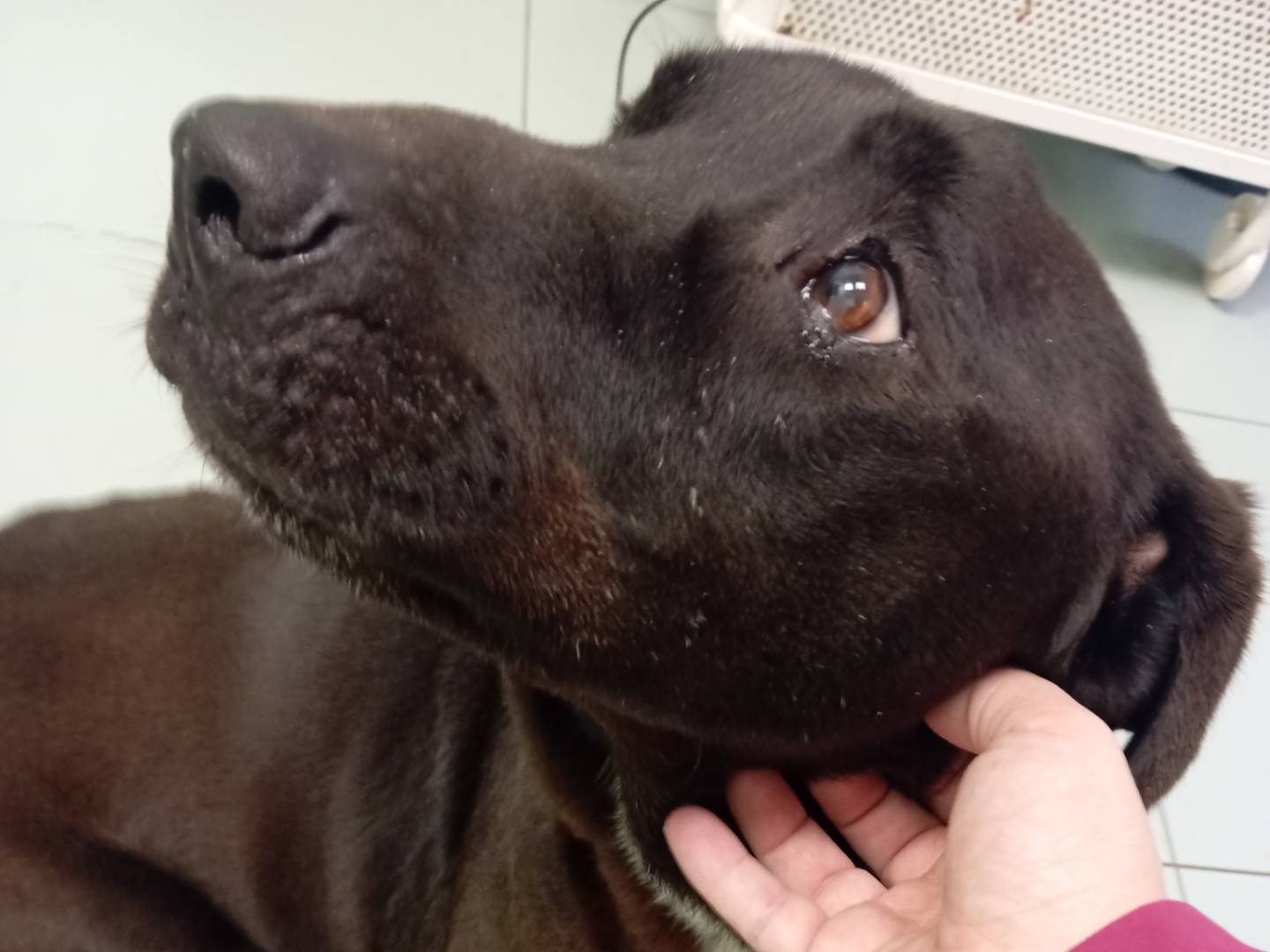 Adotta un cane, maschio, 7 anni e 6 mesi, Viterbo