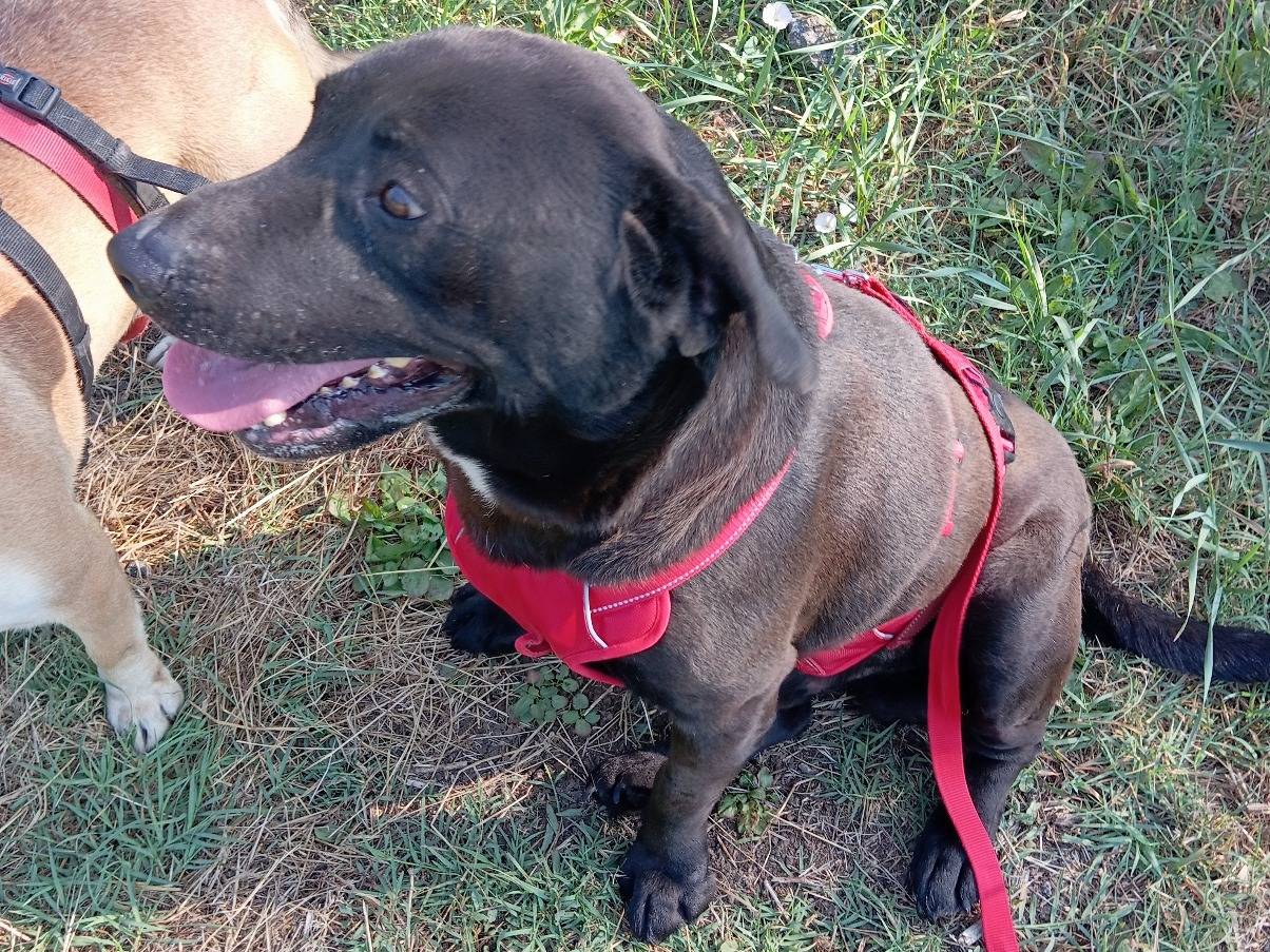 Adotta un cane, taglia grande, maschio, Viterbo