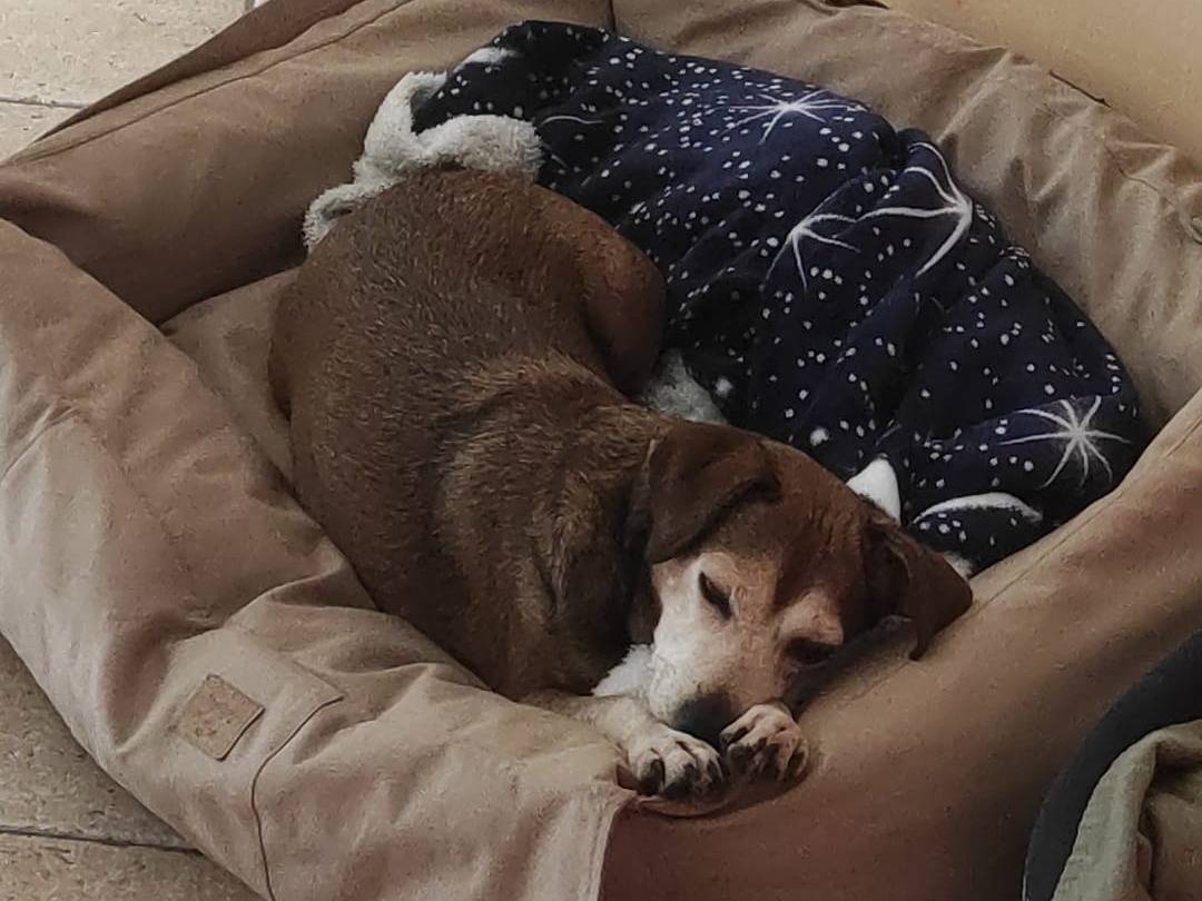 Vuoi adottare un cane a Roma?