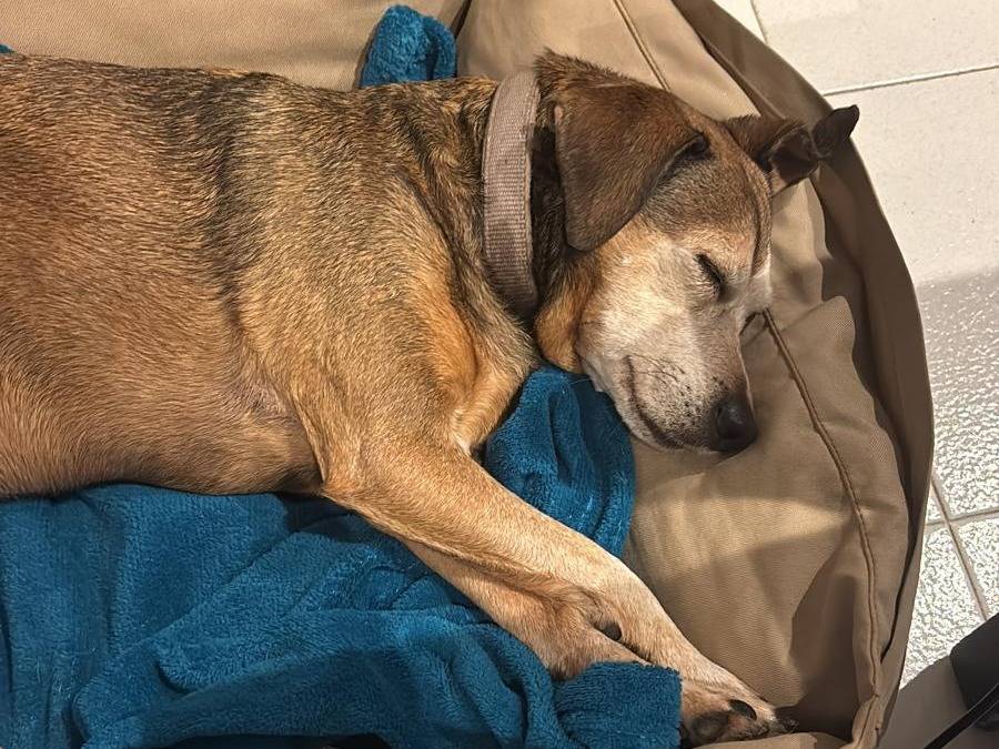 Adotta il cane Camilla a Roma