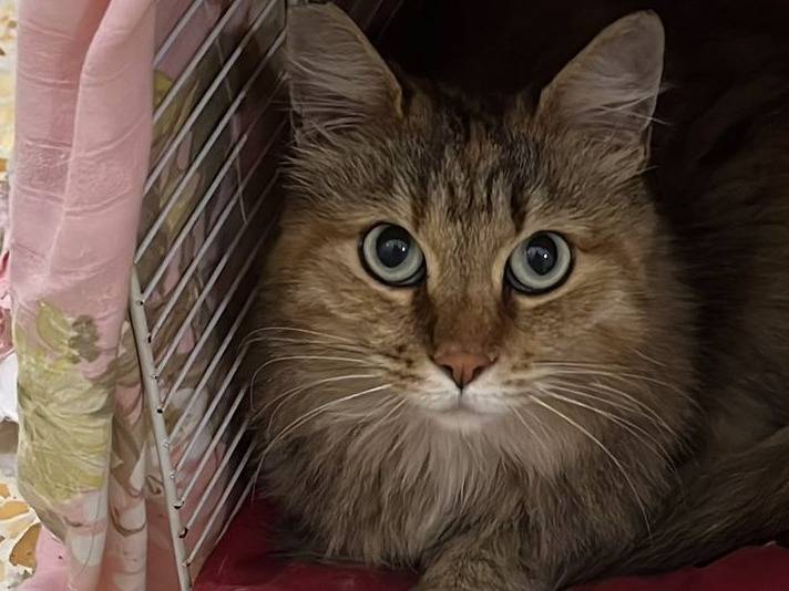 Vuoi adottare un gatto a Roma?