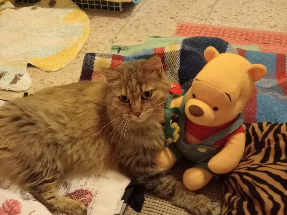 Adotta il gatto Mimi a Roma