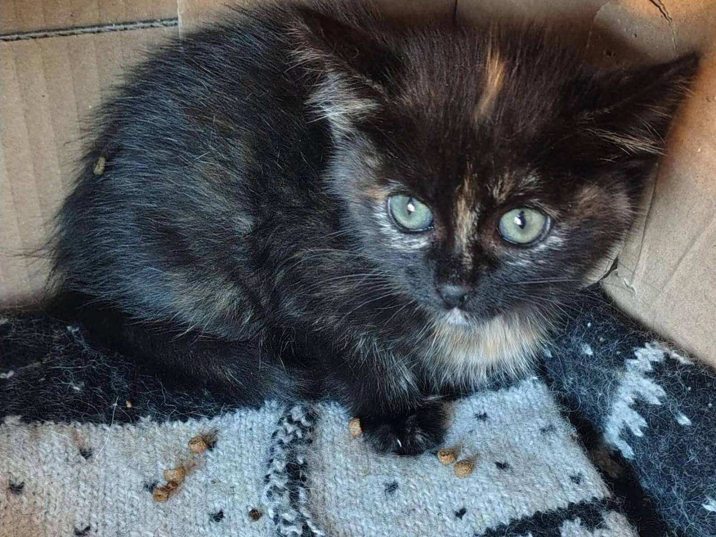 Adozione gatto, femmina, Razza sconosciuta Razza sconosciuta, 2 mesi, taglia non valida, Napoli