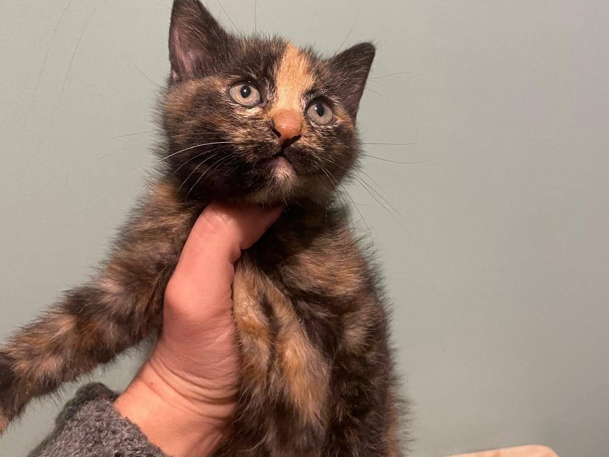 Adotta un gatto, femmina, 2 mesi, Napoli