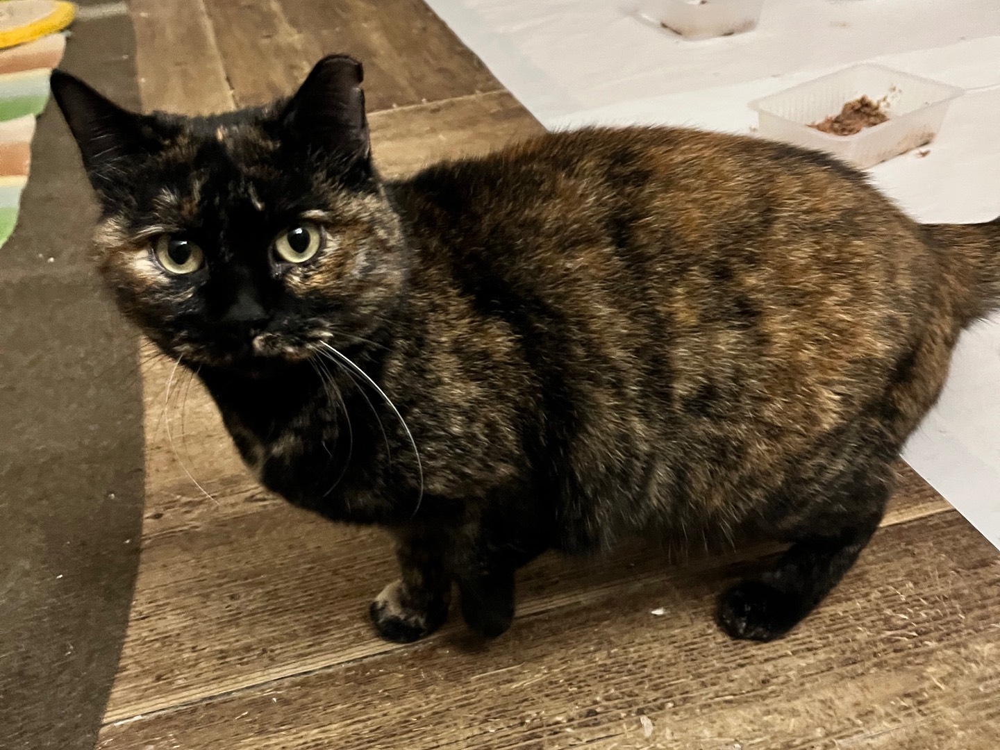 Adozione gatto, femmina, Razza sconosciuta Razza sconosciuta, 3 anni e 11 mesi, taglia non valida, Padova