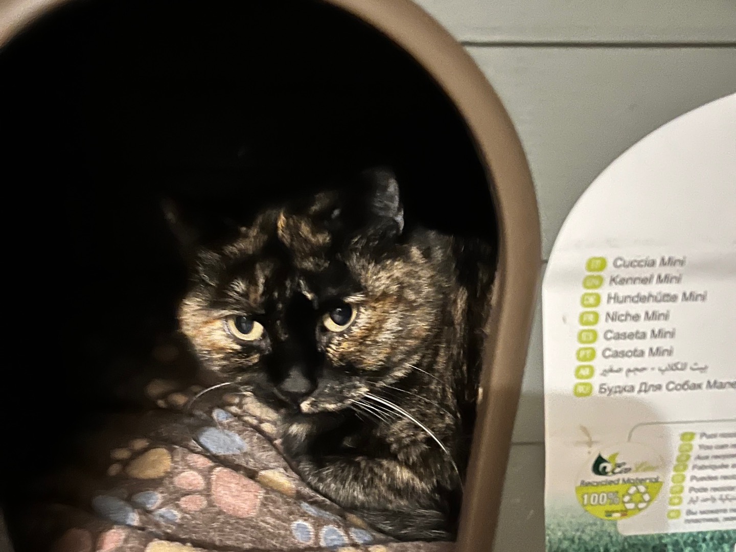 Adotta un gatto, femmina, 3 anni e 11 mesi, Padova