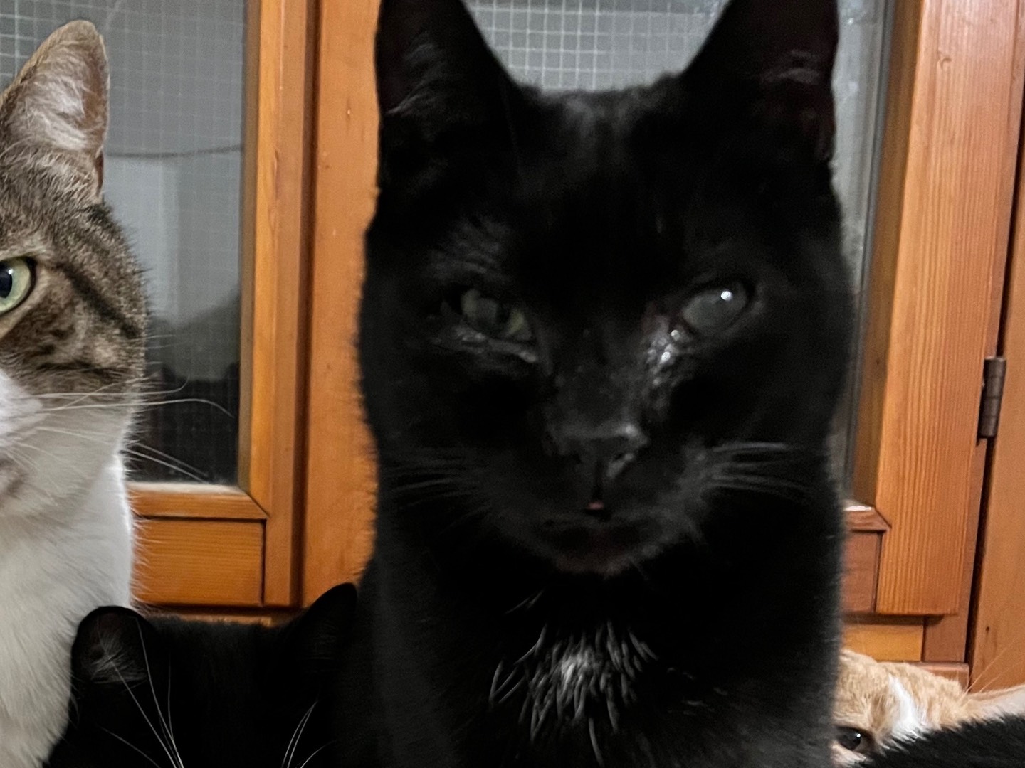 Adozione gatto, maschio, Razza sconosciuta Razza sconosciuta, 7 anni e 1 mese, taglia non valida, Padova