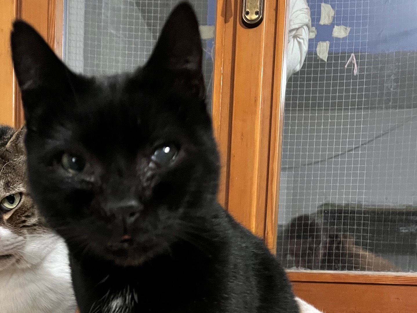 Adotta un gatto, maschio, 7 anni e 1 mese, Padova