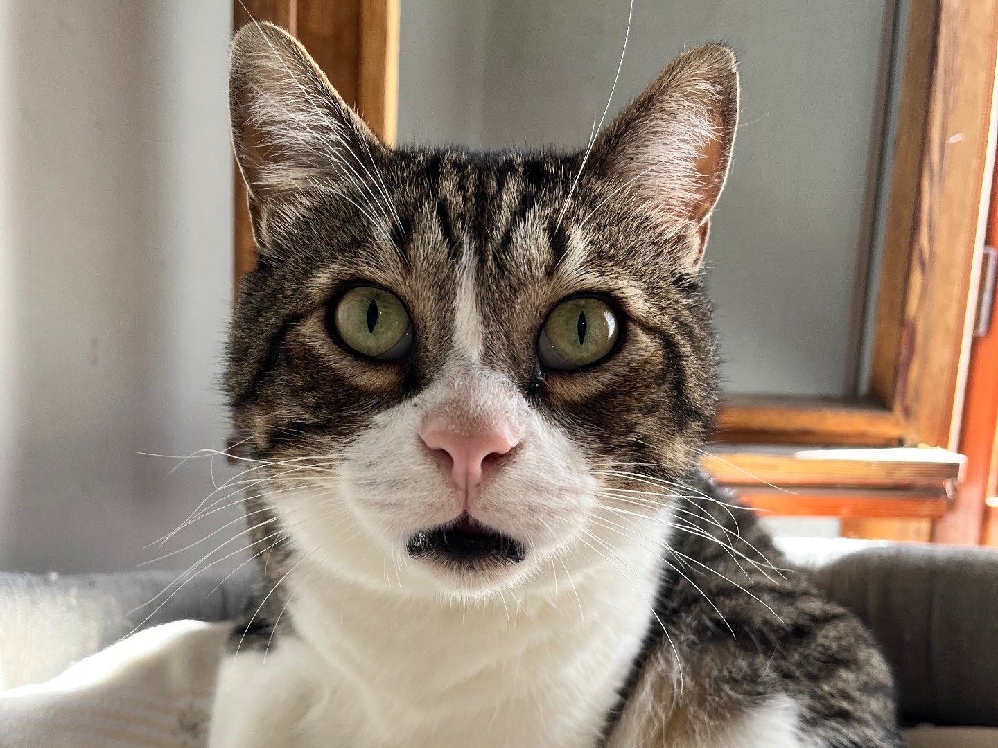 Adozione gatto, maschio, Razza sconosciuta Razza sconosciuta, 5 anni e 1 mese, taglia non valida, Padova