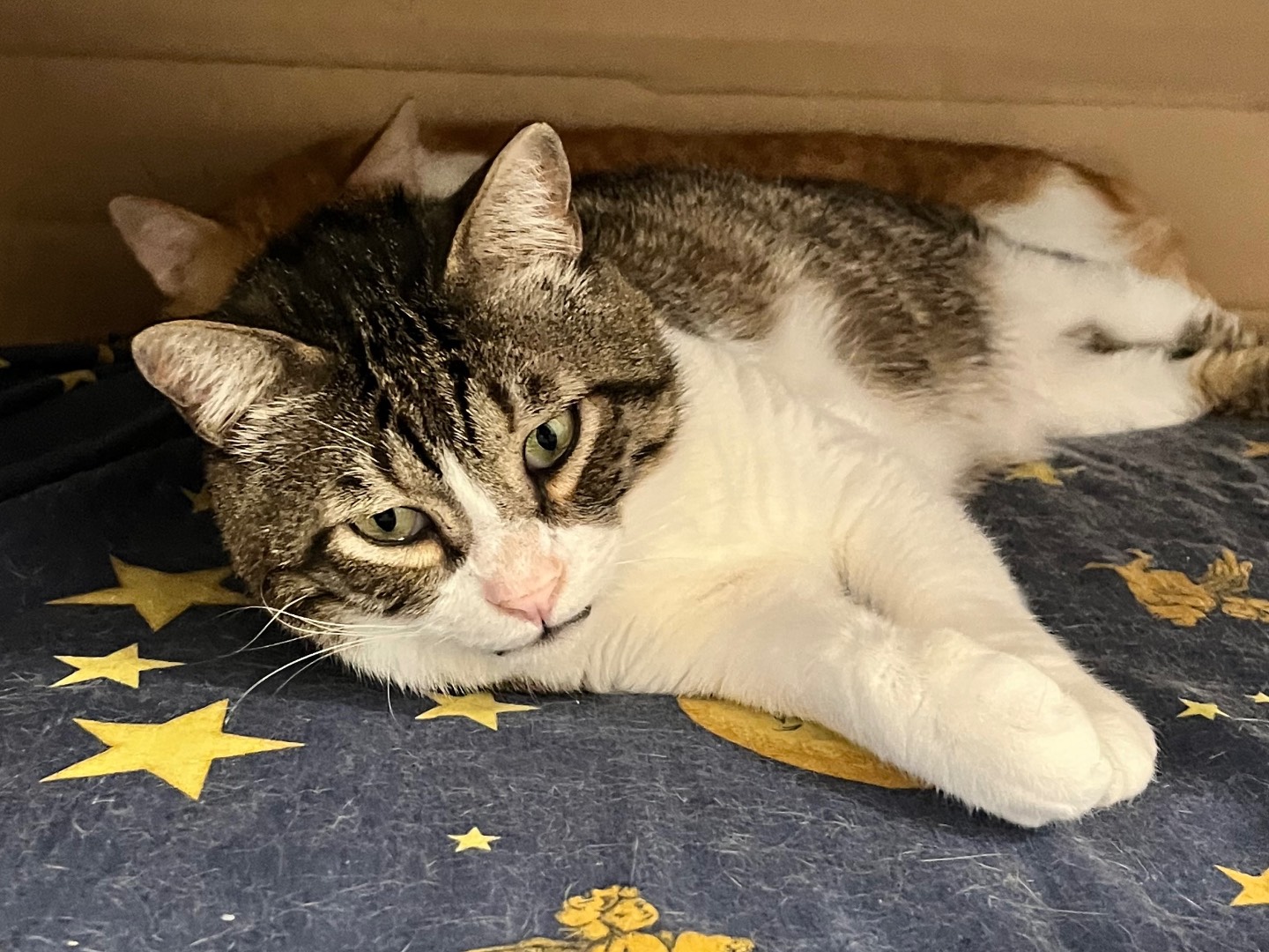 Adotta un gatto, maschio, 5 anni e 1 mese, Padova