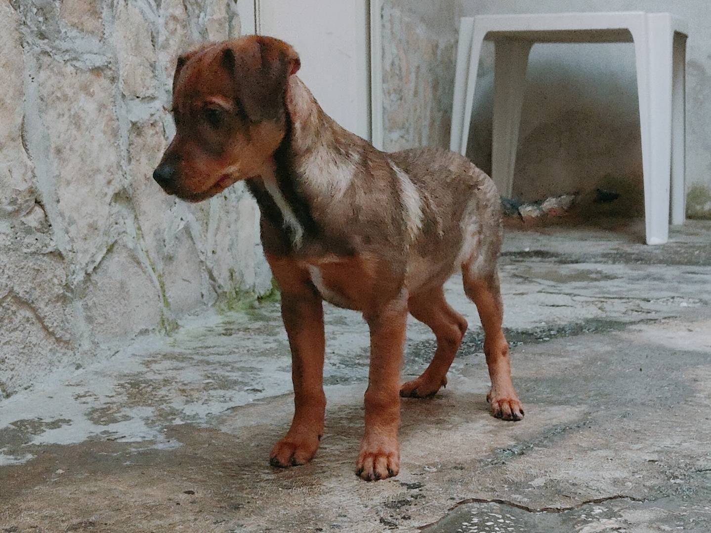 Vuoi adottare un cane a Caserta?