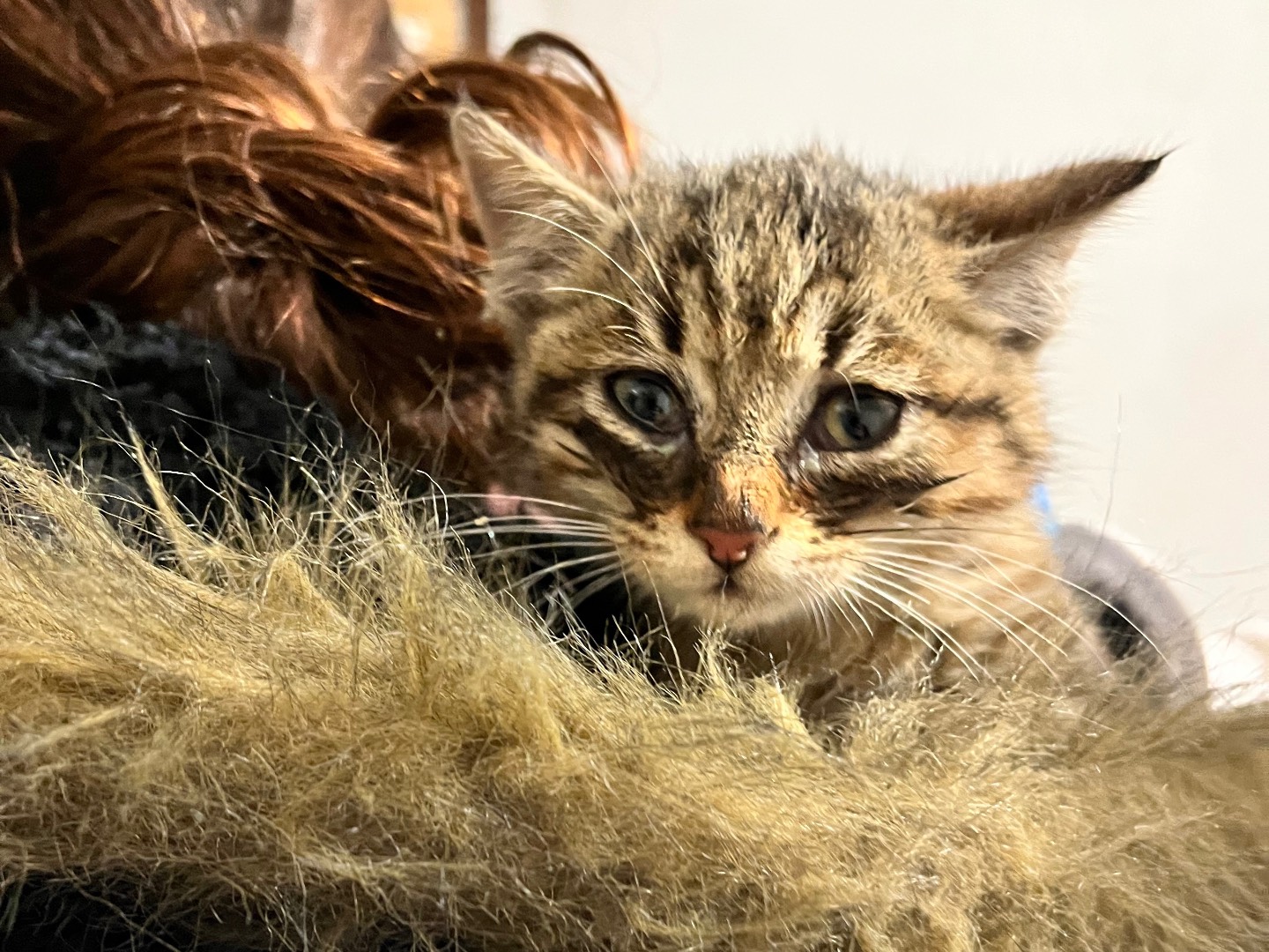 Adozione gatto, femmina, Razza sconosciuta Razza sconosciuta, 3 mesi, taglia non valida, Padova