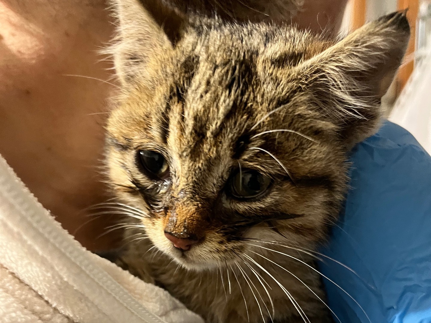 Adotta un gatto, femmina, 3 mesi, Padova