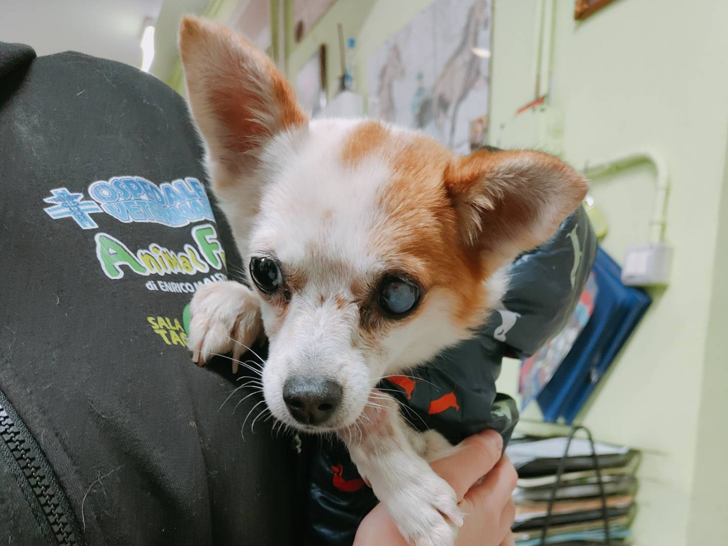 Adozione cane, femmina, Razza sconosciuta Razza sconosciuta, 4 anni e 10 mesi, taglia piccola, Caserta