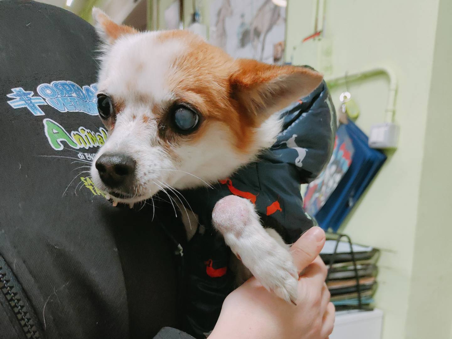 Adotta un cane, femmina, 4 anni e 10 mesi, Caserta