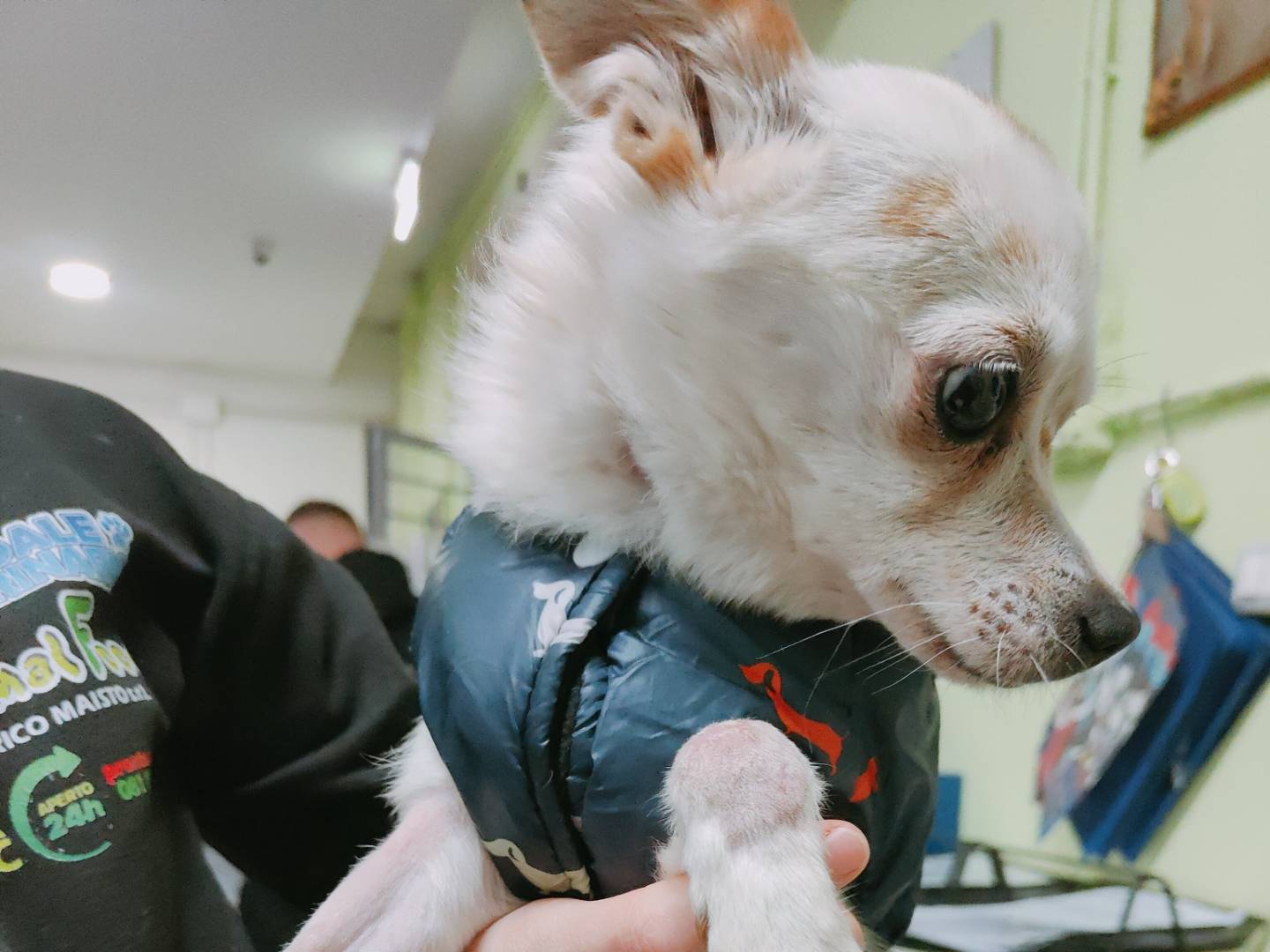 Adotta un cane, taglia piccola, femmina, Caserta