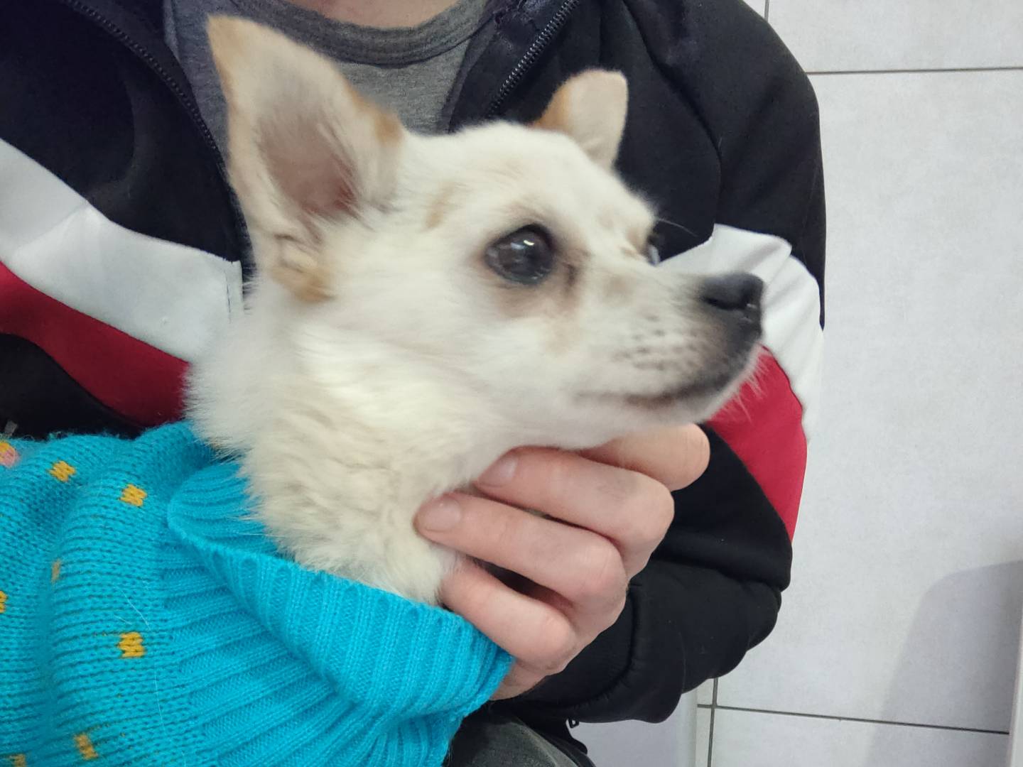 Vuoi adottare un cane a Caserta?