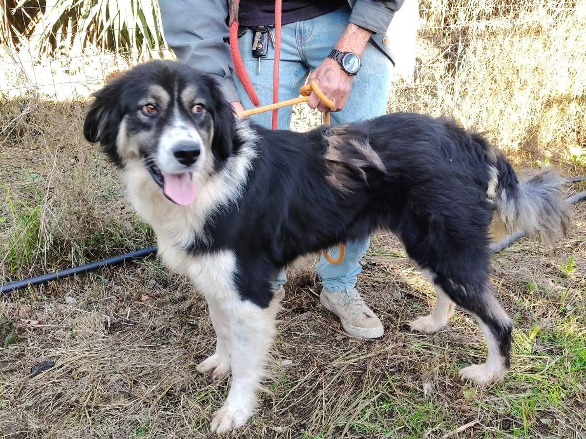 Adozione cane, maschio, Razza sconosciuta Razza sconosciuta, 2 anni e 1 mese, taglia media, Vibo