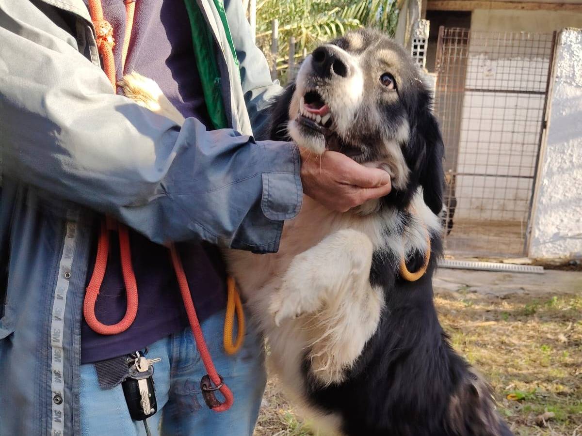 Adotta un cane, maschio, 2 anni e 1 mese, Vibo