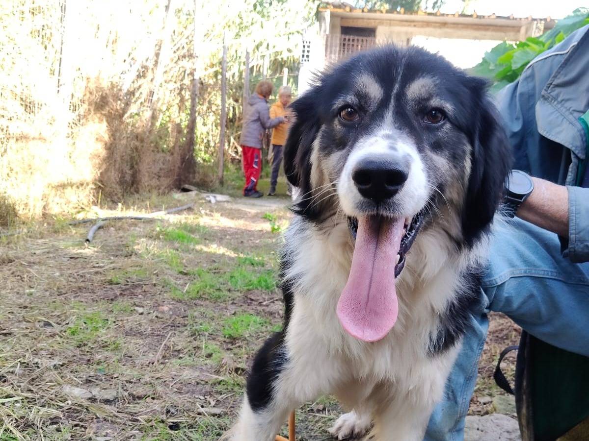 Adotta un cane, taglia media, maschio, Vibo