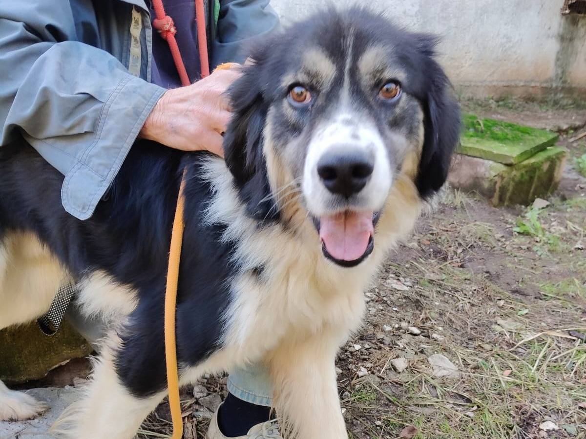 Vuoi adottare un cane a Vibo?