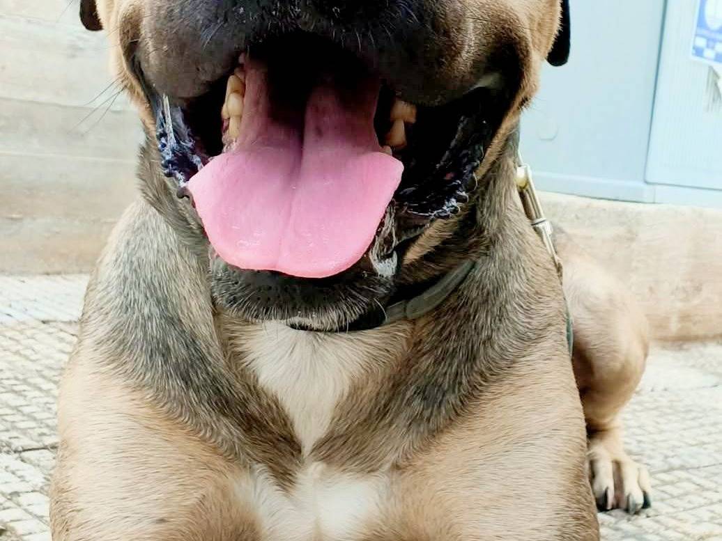 Adozione cane, maschio, Pitbull Razza sconosciuta, 3 anni, taglia media, Bari