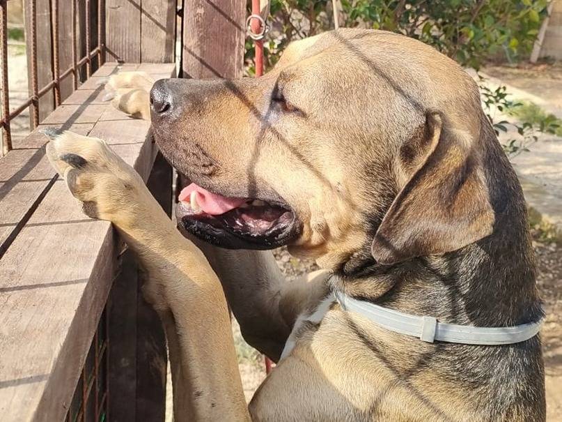 Adotta un cane, taglia media, maschio, Bari