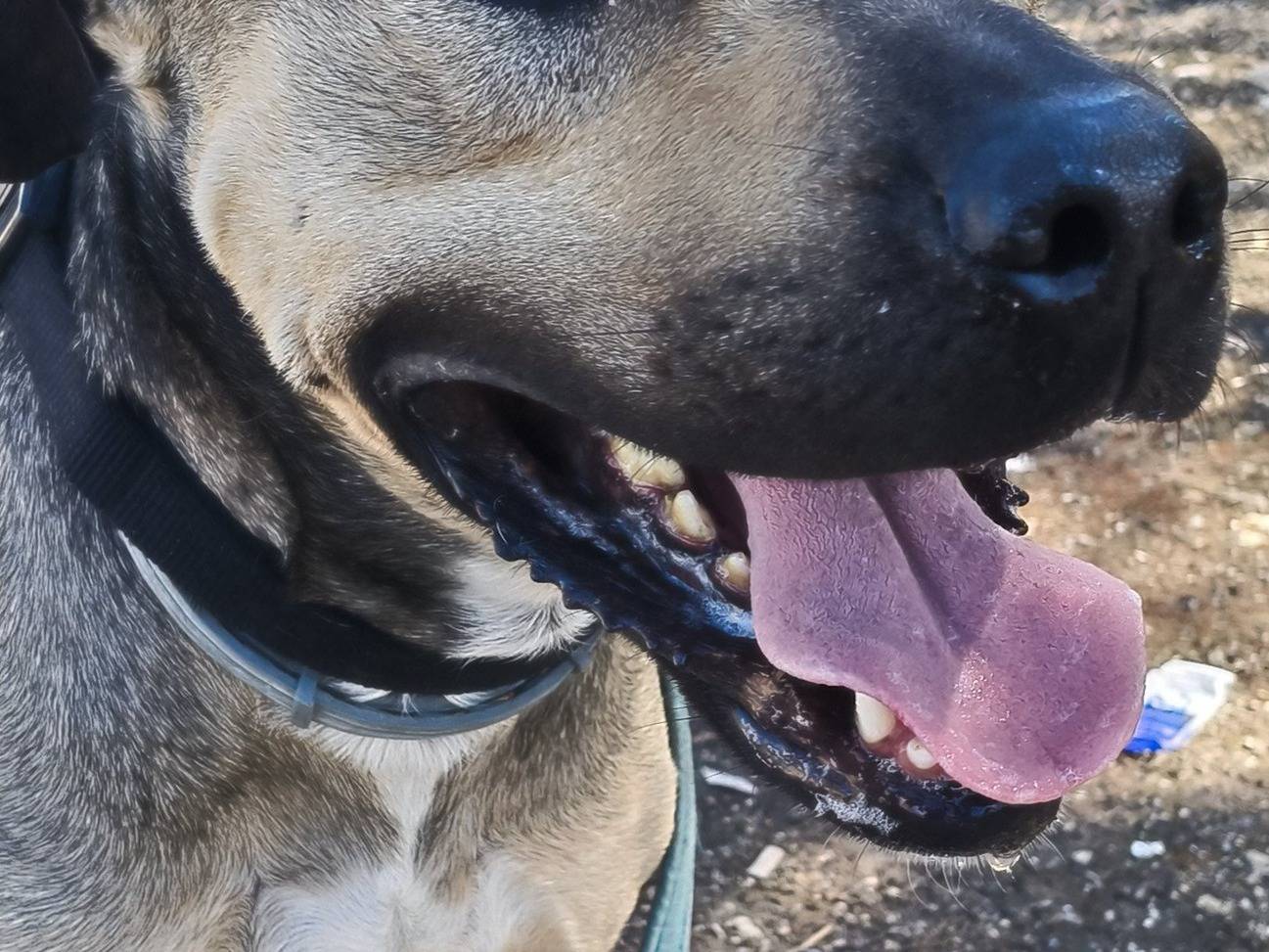 Vuoi adottare un cane a Bari?