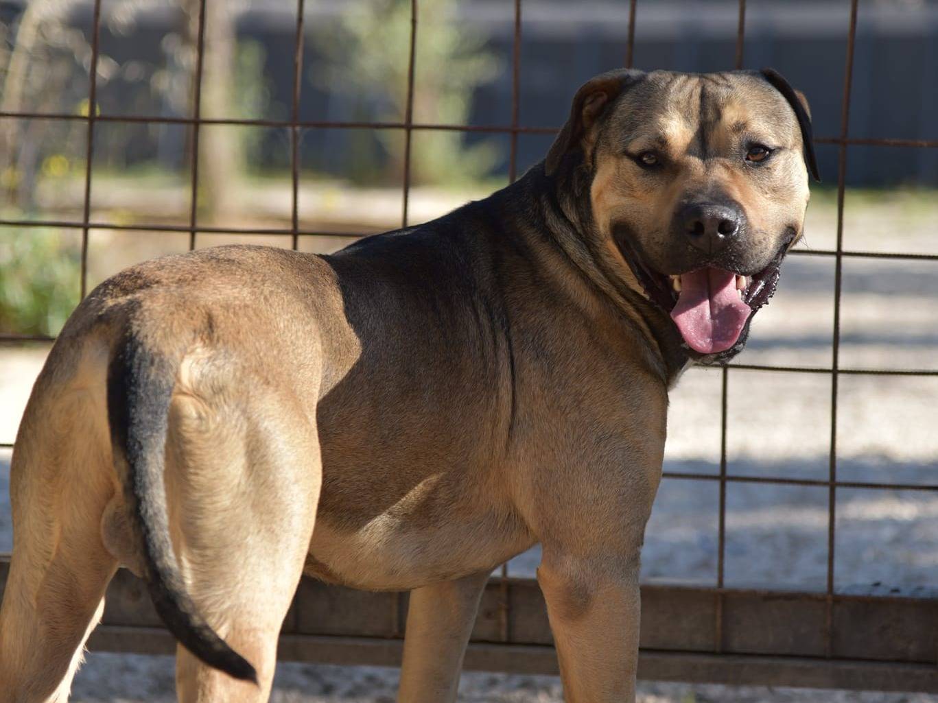 Adotta il cane Bobby a Bari
