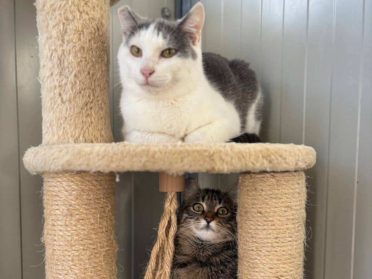 Vuoi adottare un gatto a Pisa?