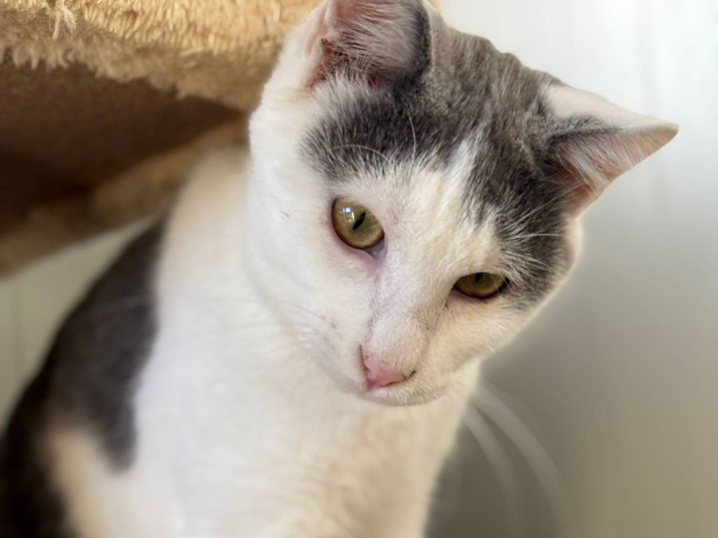 Adotta il gatto Joy a Pisa