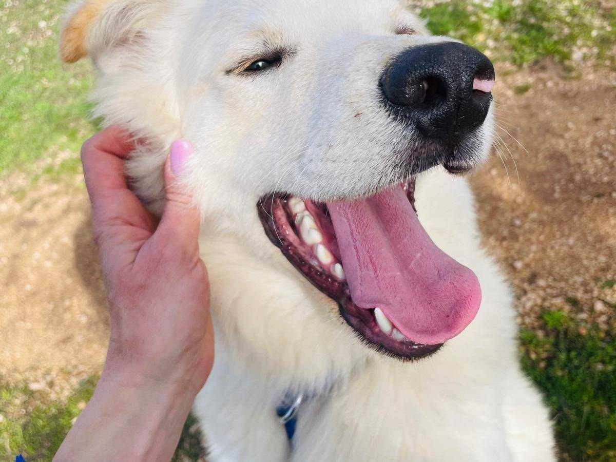 Adozione cane, maschio, Razza sconosciuta Razza sconosciuta, 8 mesi, taglia media, Bari