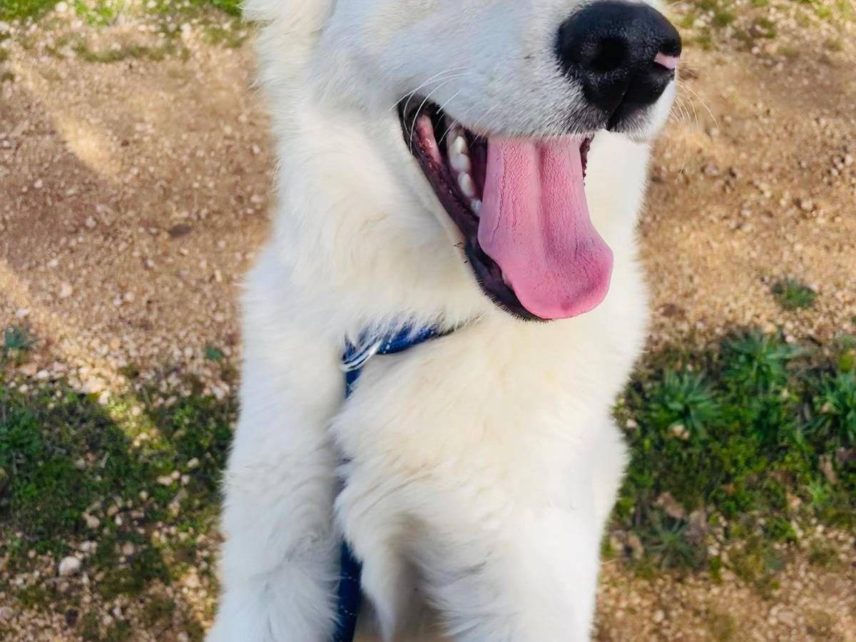 Adotta un cane, maschio, 8 mesi, Bari