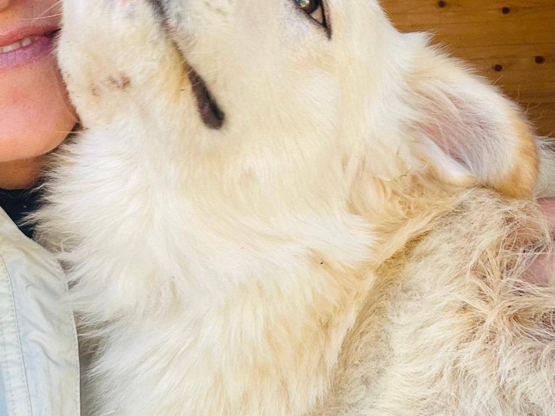 Adotta un cane, taglia media, maschio, Bari