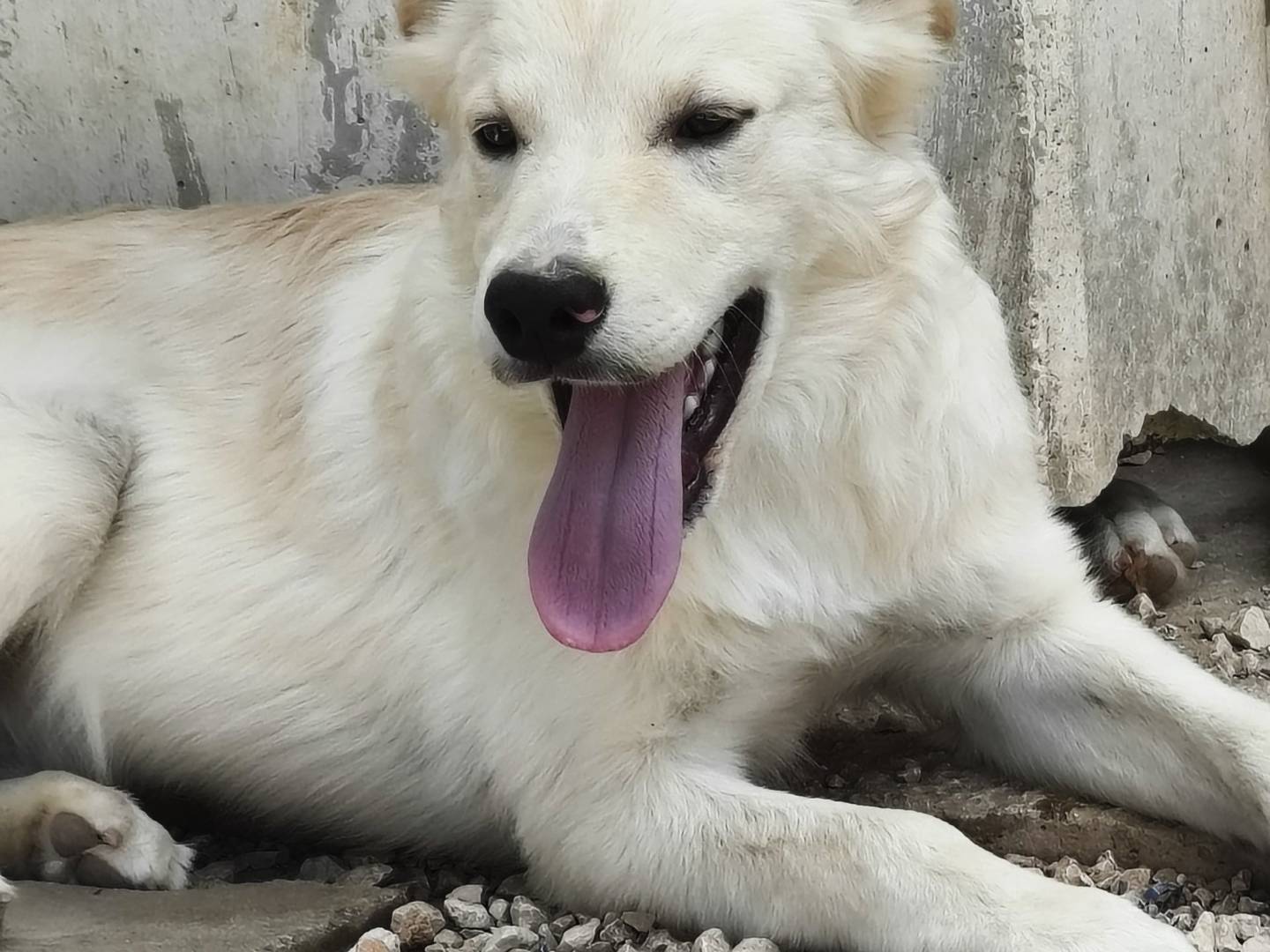 Vuoi adottare un cane a Bari?