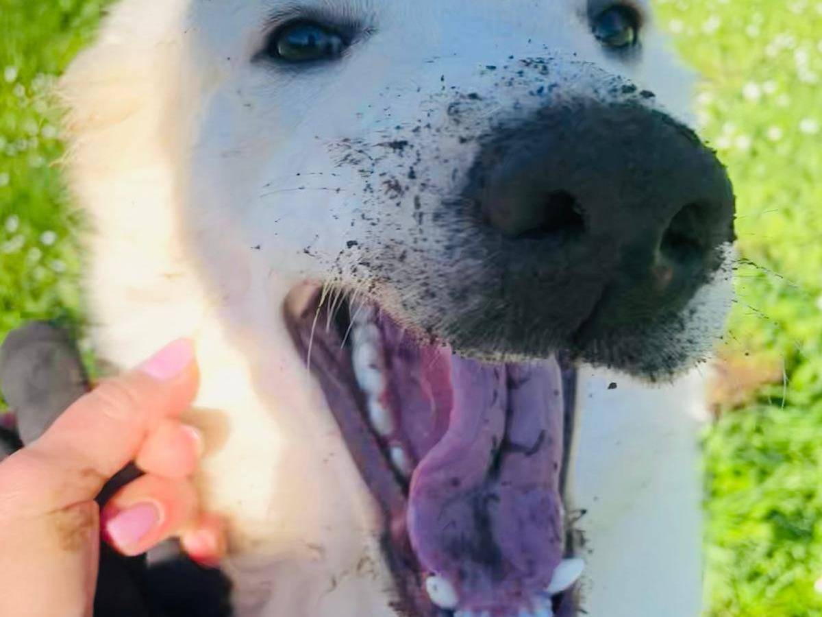 Adotta il cane AIKO a Bari