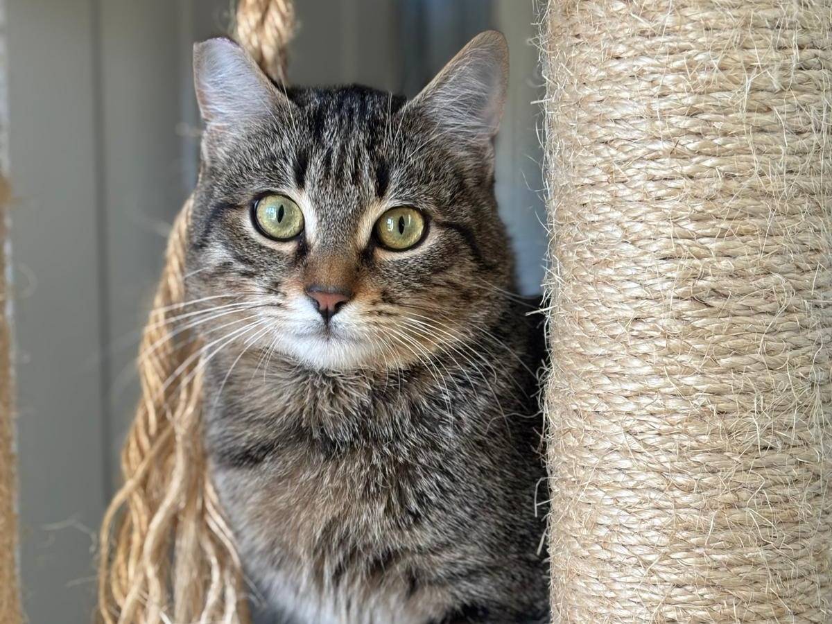 Adozione gatto, maschio, Razza sconosciuta Razza sconosciuta, 8 mesi, taglia non valida, Pisa