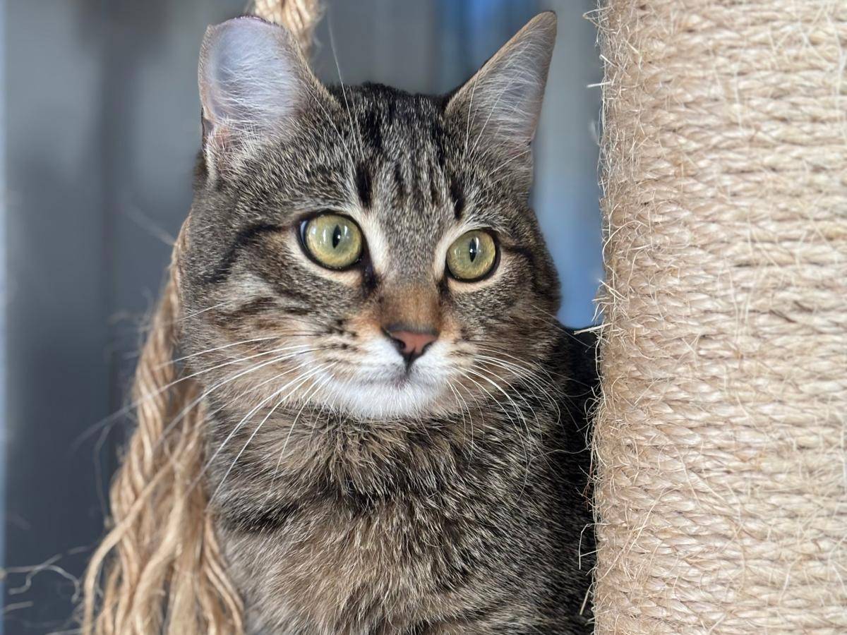 Adotta un gatto, maschio, 8 mesi, Pisa