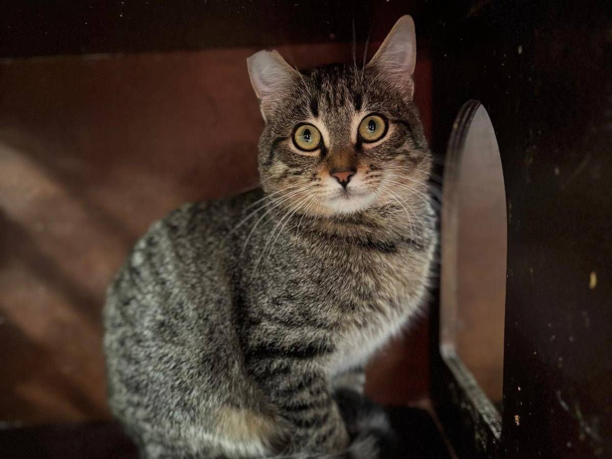 Adotta un gatto, taglia non valida, maschio, Pisa