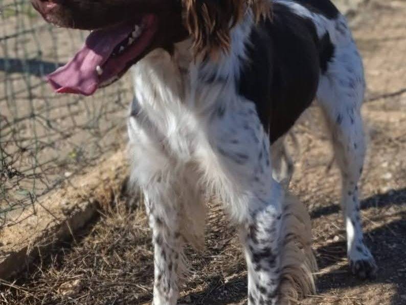 Adozione cane, maschio, Razza sconosciuta Razza sconosciuta, 10 mesi, taglia media, Bari