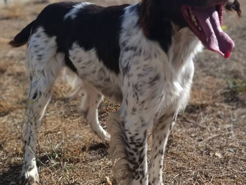 Adotta un cane, maschio, 10 mesi, Bari