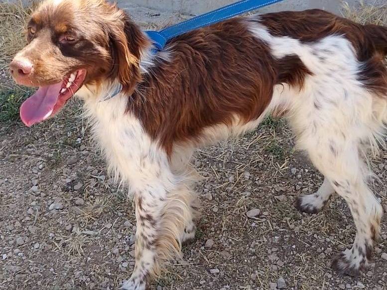 Adotta un cane, taglia media, maschio, Bari