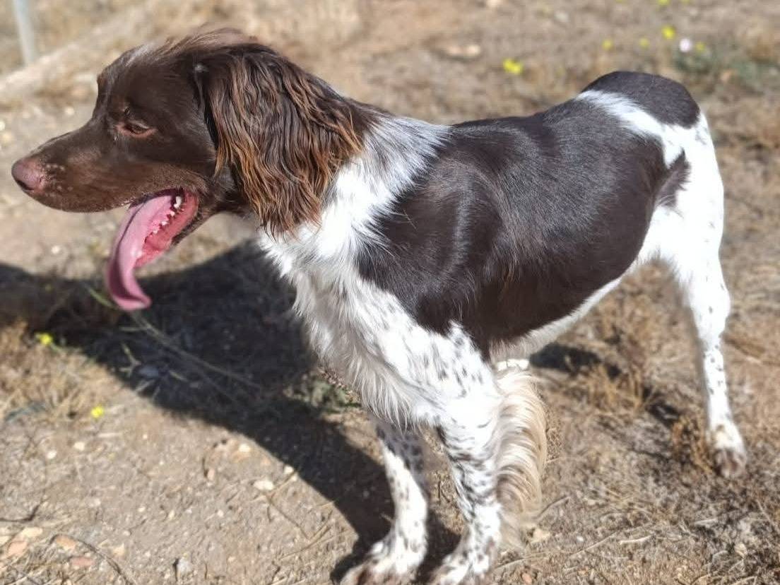 Adotta il cane Brando a Bari