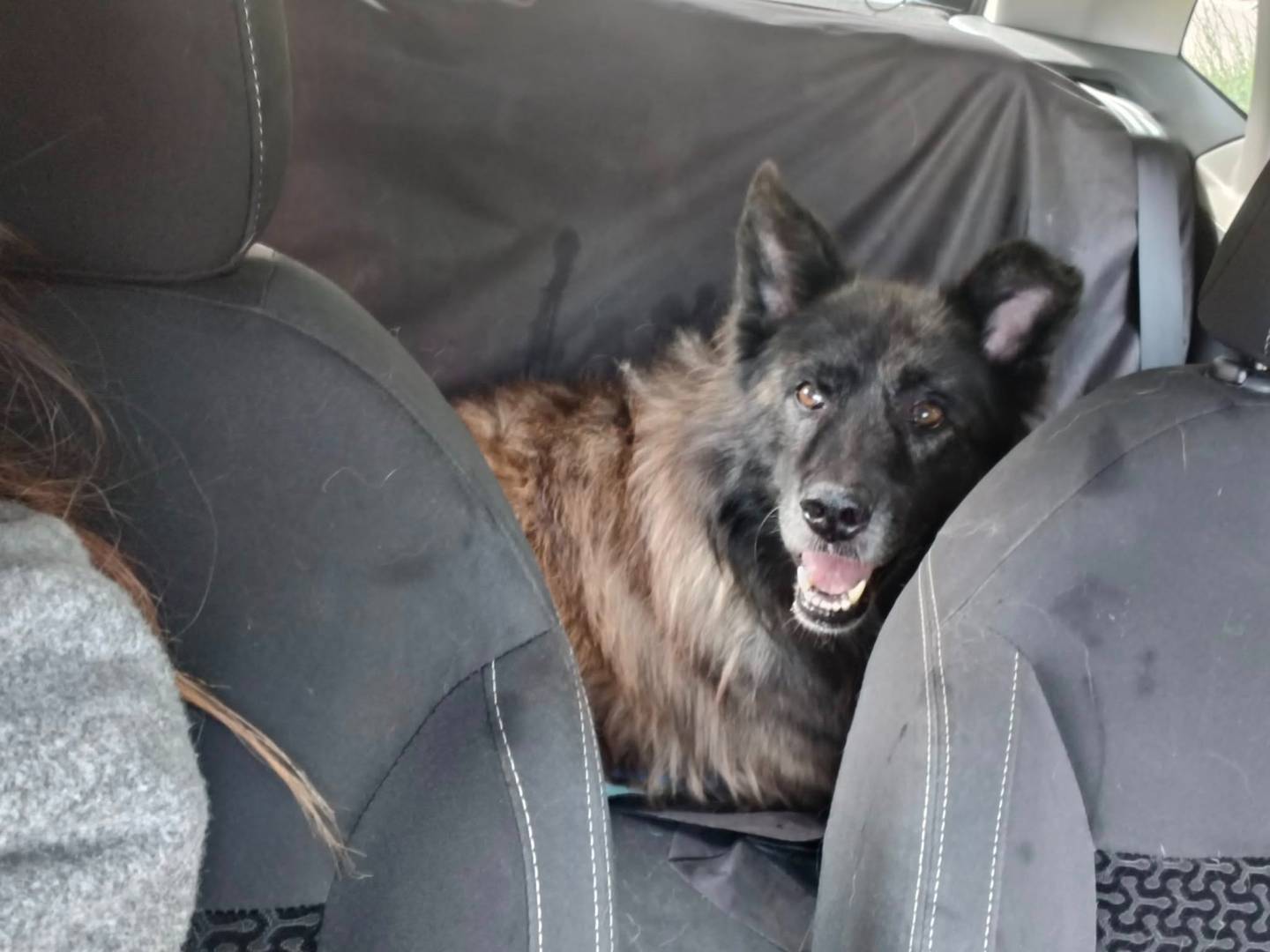 Adozione cane, maschio, Razza sconosciuta Razza sconosciuta, 5 anni, taglia grande, Bari