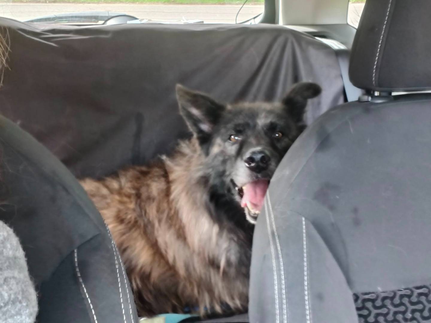 Adotta un cane, maschio, 5 anni, Bari