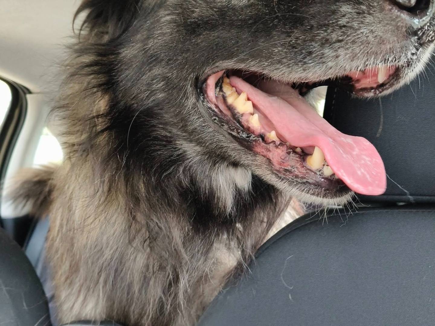 Vuoi adottare un cane a Bari?