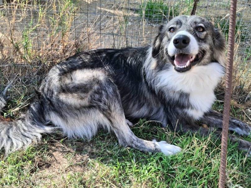 Adotta un cane, taglia media, maschio, Palermo