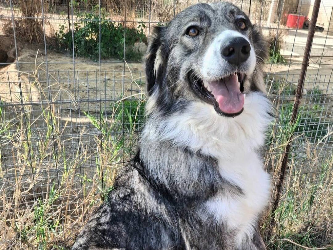 Vuoi adottare un cane a Palermo?